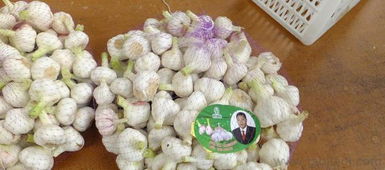 供应优质大蒜 洋葱 蒜苔等农产品价格 厂家 图片