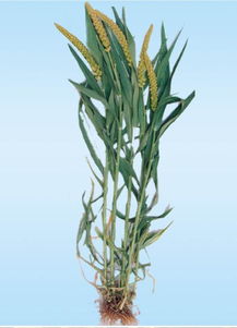 辽宁朝阳市龙丰农产品发展 绿色农业新篇章